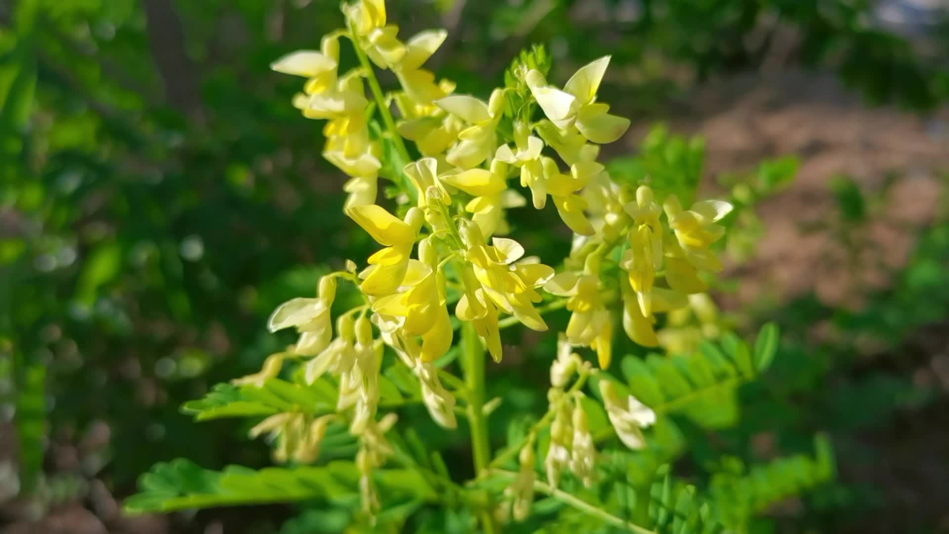 内蒙古绿药园中药材有限公司【黄芪种植网】